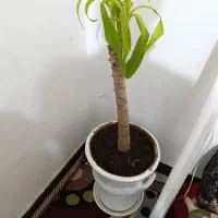 گل خانگی