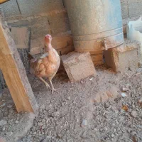 مرغ محلی|حیوانات مزرعه|بیرجند, |دیوار