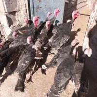 بوقلمون نر ۶ ماهه