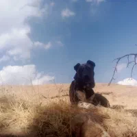 سگ گله