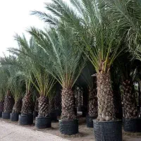 نخل تنه دار بزرگ از یک متر تا ده متر