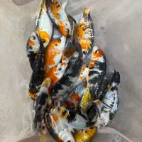 انواع ماهی کپور رنگی امور و کوی رنگارنگ|ماهی|تهران, وردآورد|دیوار