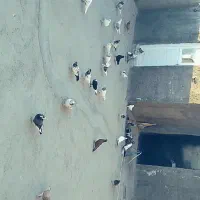 کبوتر کفتر|پرنده|میانه, |دیوار