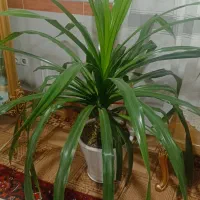 گل پاندانوس