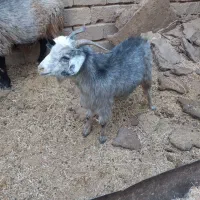 بز سبز