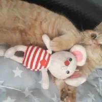 بچه گربه بریتیش