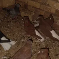 دم سفید و دوکت