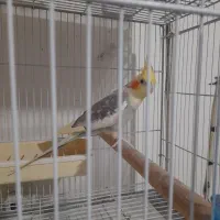 نر ابلغ|پرنده|بابل, |دیوار