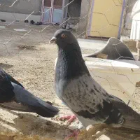 مگسی تهرانی  معاوضه با گرگی المانی