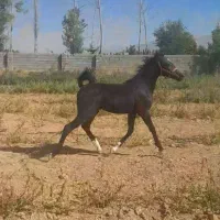 برای خرید زنگ بزن