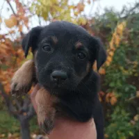 یک جفت توله نر و ماده|سگ|مرودشت, علیآباد|دیوار