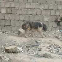 توله لاس ریشی|سگ|اصفهان, ملکشهر|دیوار