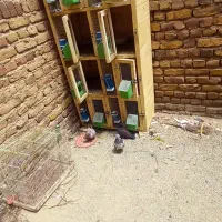 کبوتر|پرنده|ارومیه, |دیوار