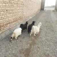 بزغاله|حیوانات مزرعه|مشهد, امیریه|دیوار