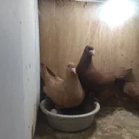 ۳جفت درجه یک