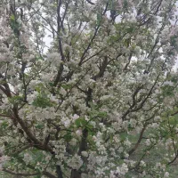 باغچه در نازلو روستای حصار بحرام خان قابل معاوضه