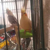 فروش یک جفت عروس هلندی|پرنده|تهران, مشیریه|دیوار