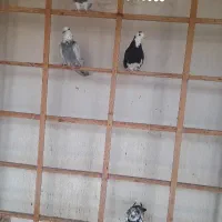 چهارتا نر