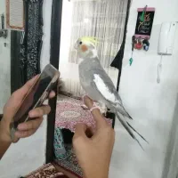 عروس هلندی سخنگو