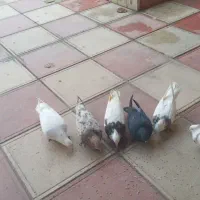 کبوتر|پرنده|قروه, |دیوار