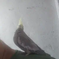 هلندی نر آهویی ابلغ فول دستی سخنگو(حتمامتن بخانید)|پرنده|شاهین‌شهر, شهرک گلدیس|دیوار