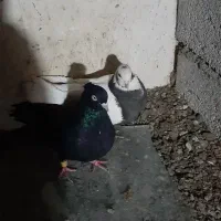 دوعدد کبوتر