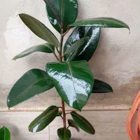 گل های زینتی و آپارتمانی|گل و گیاه طبیعی|رشت, حمیدیان|دیوار