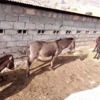 فروشی|اسب و تجهیزات اسب‌سواری|مسجد سلیمان, |دیوار