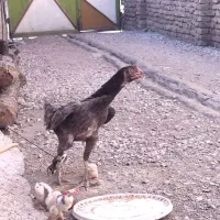 دوعدد جوجه لاری طوس|حیوانات مزرعه|گالیکش, |دیوار