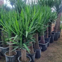 فروش یوکا خرده و عمده در تهران|گل و گیاه طبیعی|ری, سیزده آبان|دیوار