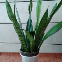 گل های خانگی|گل و گیاه طبیعی|ایذه, |دیوار