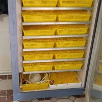 دستگاه جوجه کشی|لوازم جانبی حیوانات|بیرجند, |دیوار