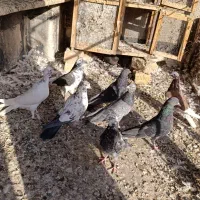 کفتر