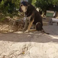 گمشده آبدانان هرکی پیدایش کنه مژدگانی محفوظ