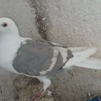 کبوتر دوبال اهوازی نر