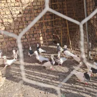 طوقی همه رنگ|پرنده|نوده انقلاب, |دیوار