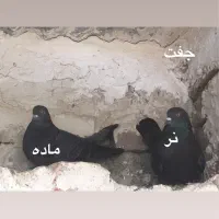 دوبر و اوچوم|پرنده|پارس‌آباد, |دیوار