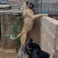 سگ سرابی ذات قدیم قد ۹۰|سگ|آشخانه, |دیوار