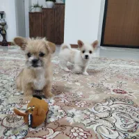 دو عدد توله جیگر(شاهد شهر)