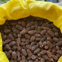 میوه توسکا و کت پوزه بوته ای|ماهی|تهران, جوادیه|دیوار