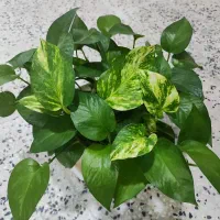 طلای سرسبز|جواهرات|خرمآباد, |دیوار