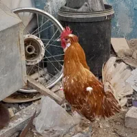 لوستر خروس لوستر