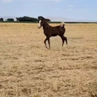 کره نریان از خط خونی بن طوطی|اسب و تجهیزات اسبسواری|رزن, |دیوار