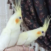 فروش عروس هلندی