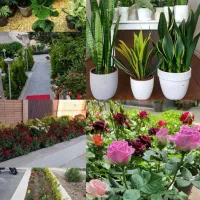 خدمات باغبانی باغچه کاری هرسکاری تعویض خاک گلدون