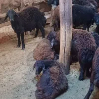 فروش بره نر وماده|حیوانات مزرعه|شاهین دژ, |دیوار