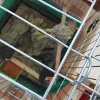 طوطی عروس|پرنده|رشت, حومه رشت|دیوار