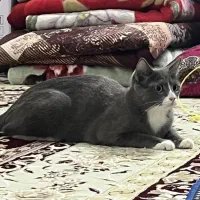 گربه گمشده|حیوانات|تبریز, |دیوار