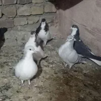 پرنده|پرنده|سبزوار, گلشن|دیوار