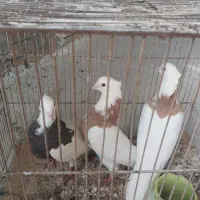 کبوتر رنگی|پرنده|رامشیر, |دیوار